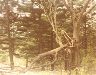 This was the remains of our beloved tree house.