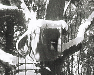 Tree house Zoom - February 1966 