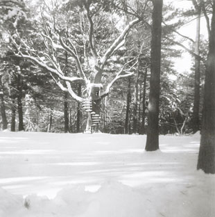 Our tree house from afar - February 1966 