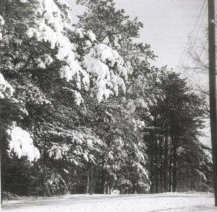 Trees full of snow.