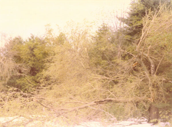 The wind storm blows down a nearby tree.