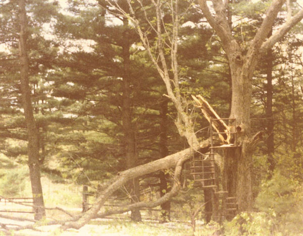 The remains of our tree house after the wind storm.