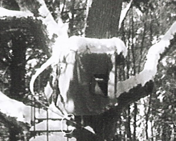 Tree house Zoom - February 1966